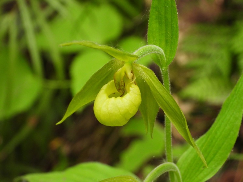 Cypripedium henryi photo 3
