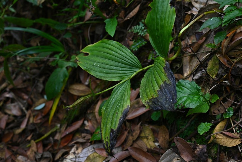 Cypripedium henryi photo 4