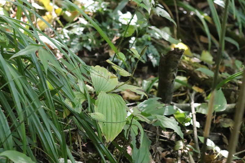 Cypripedium henryi photo 5