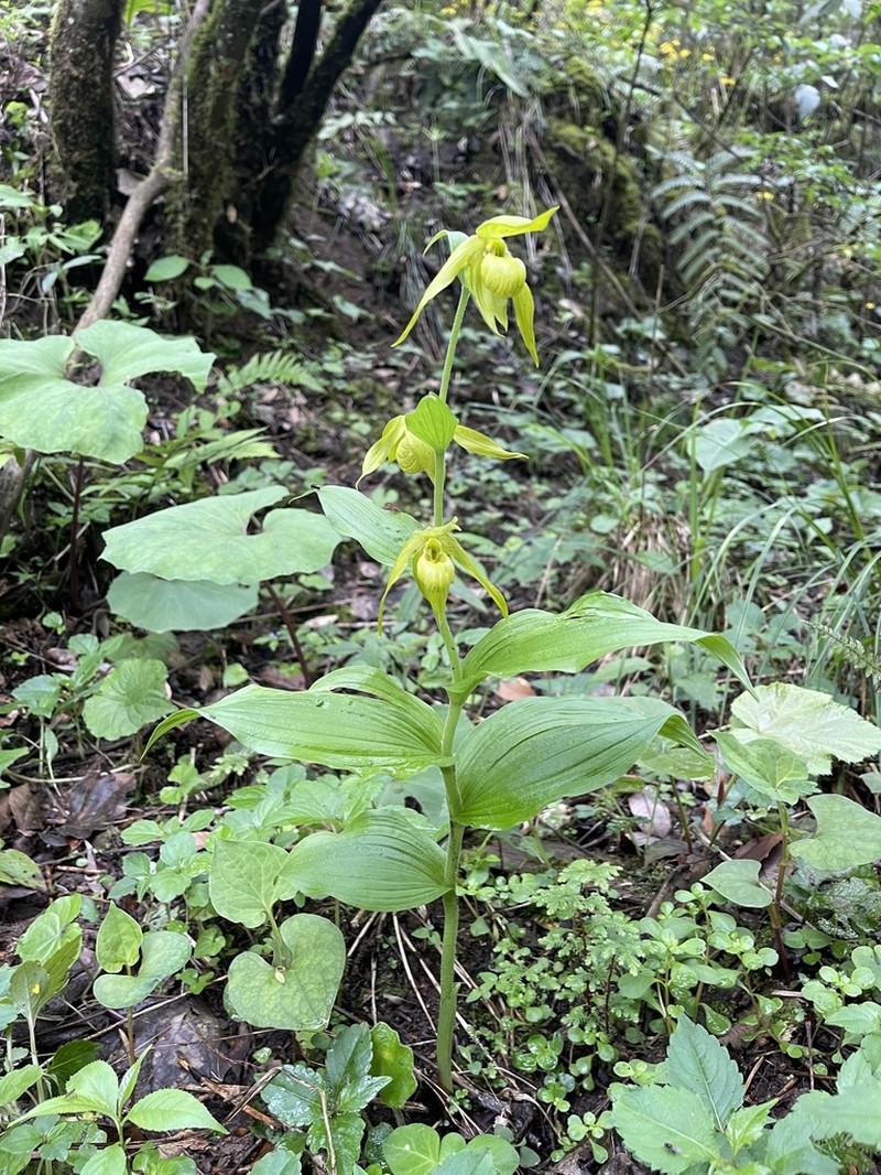 Cypripedium henryi photo 6