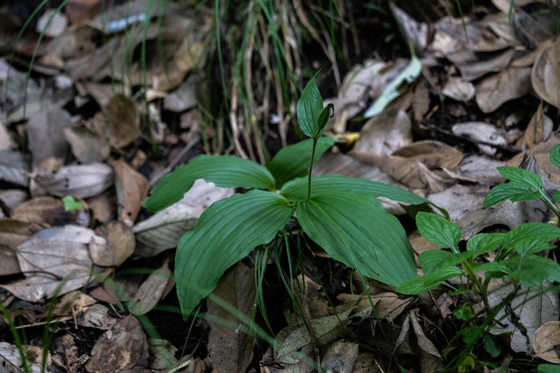 Cypripedium henryi photo 7