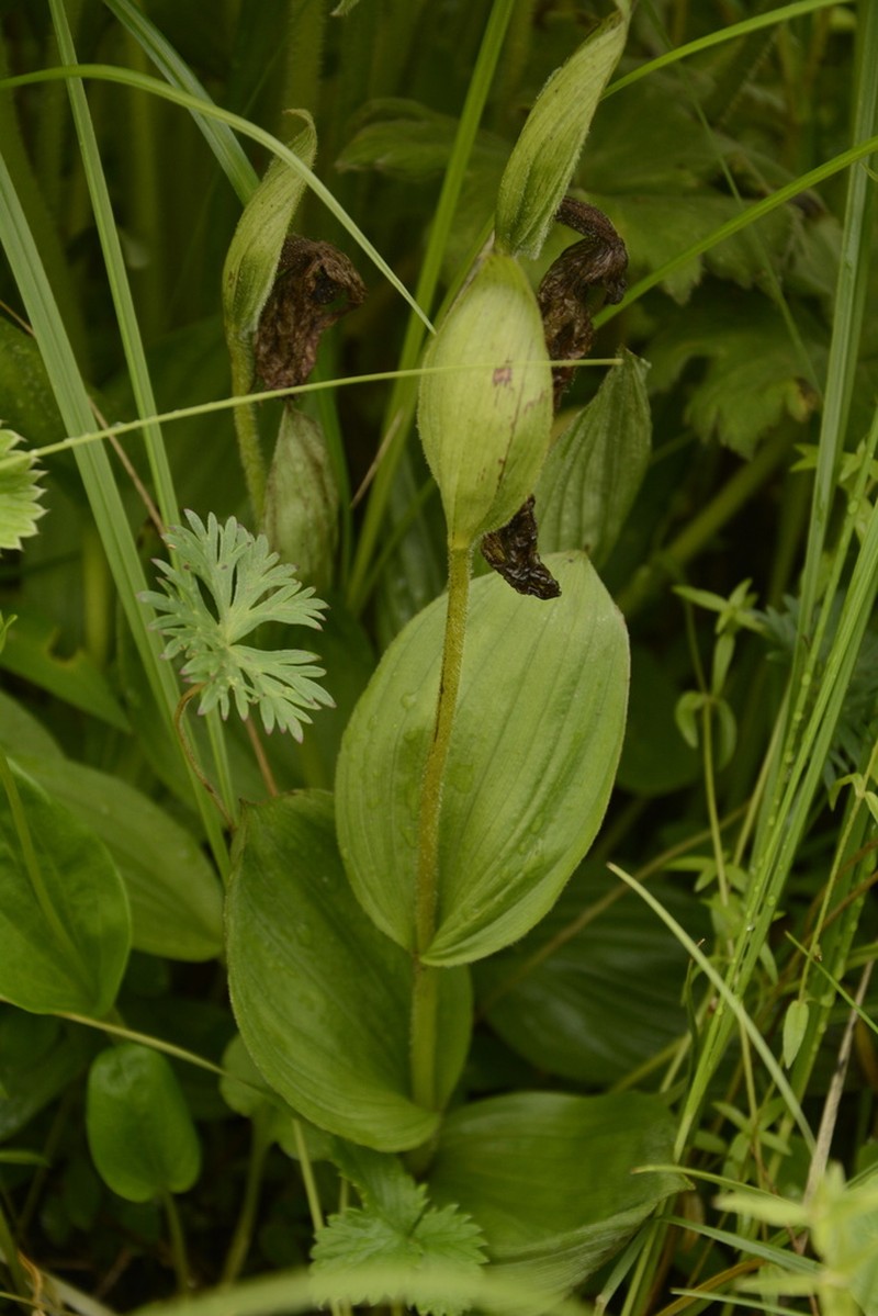 Cypripedium himalaicum