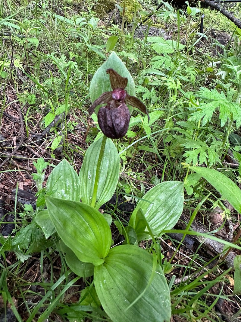 Cypripedium himalaicum photo 2