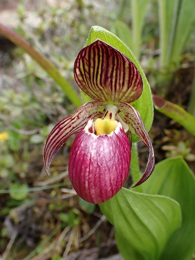 Cypripedium himalaicum photo 3