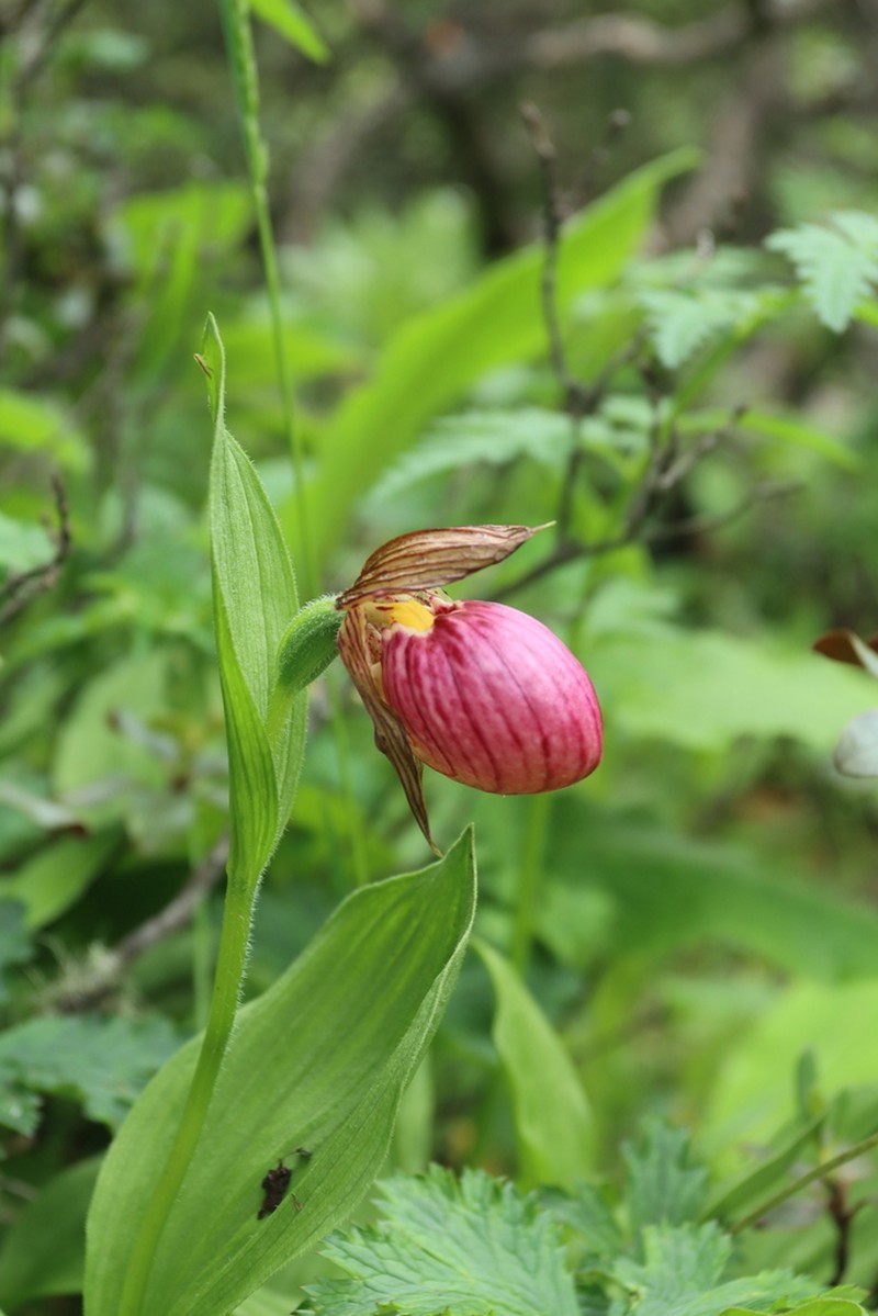 Cypripedium himalaicum photo 4