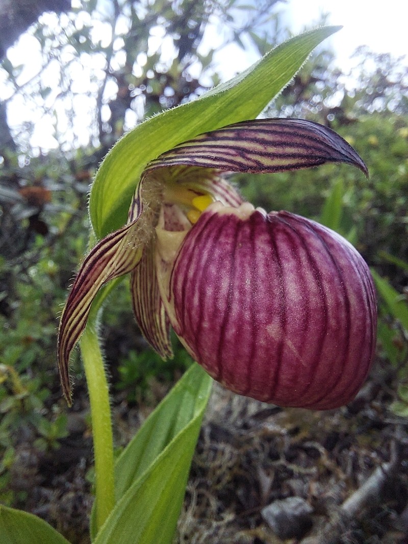 Cypripedium himalaicum photo 5