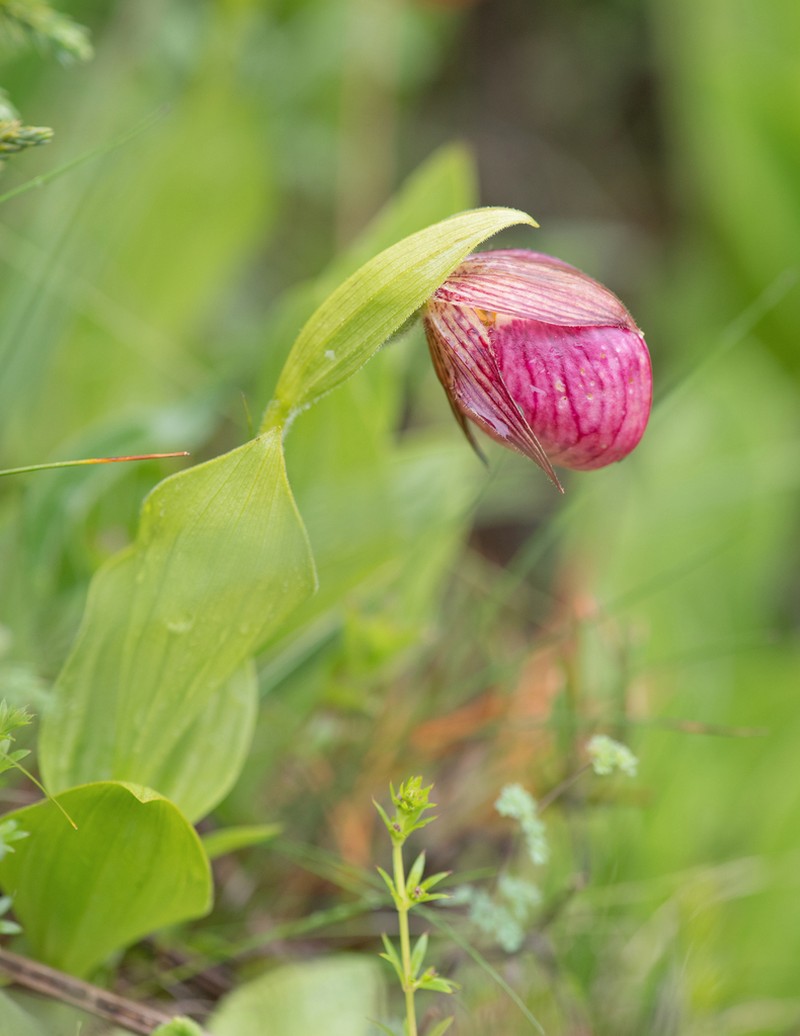 Cypripedium himalaicum photo 6