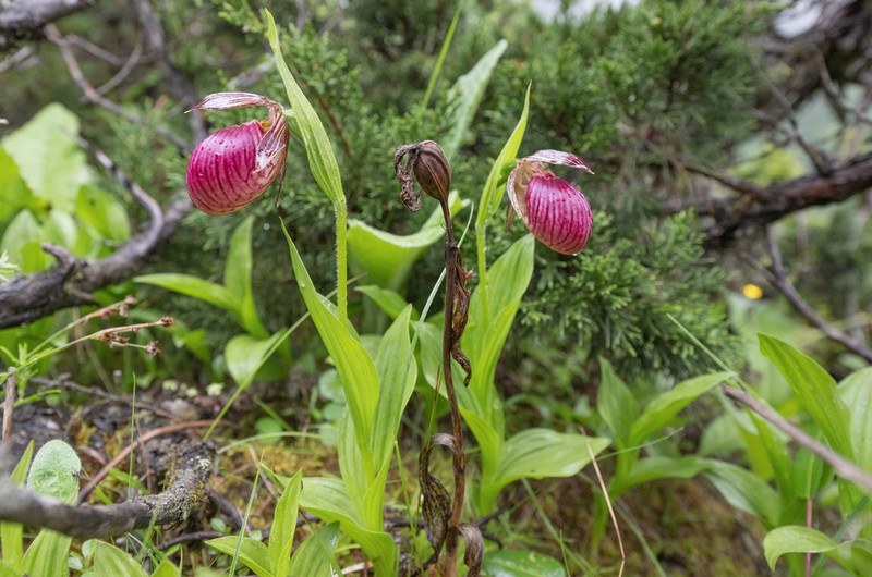 Cypripedium himalaicum photo 7