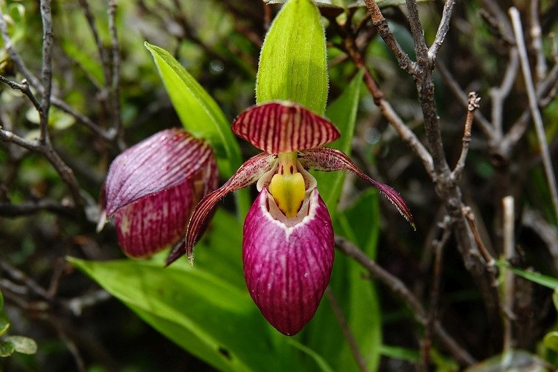 Cypripedium himalaicum photo 8