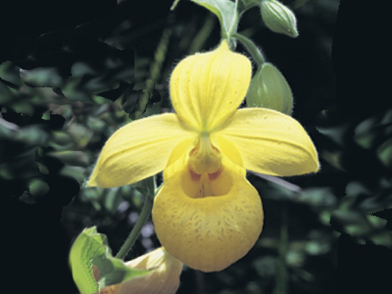 Cypripedium irapeanum
