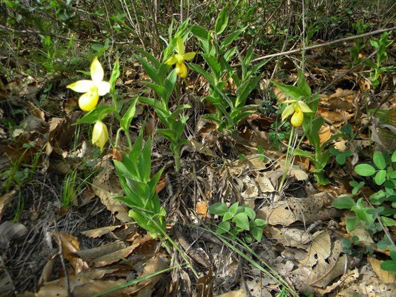 Cypripedium irapeanum photo 2