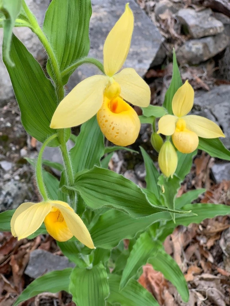 Cypripedium irapeanum photo 3