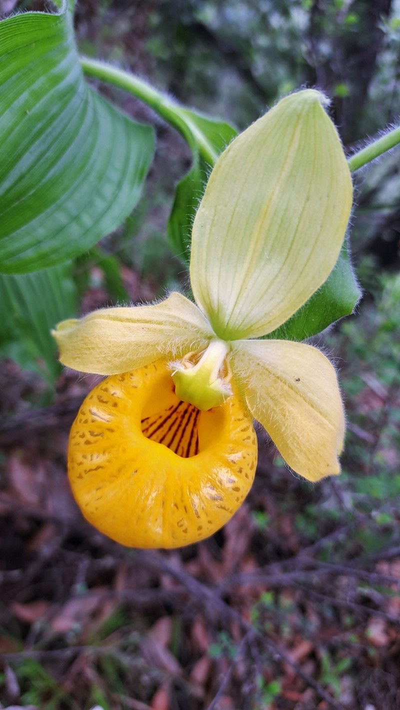 Cypripedium irapeanum photo 5
