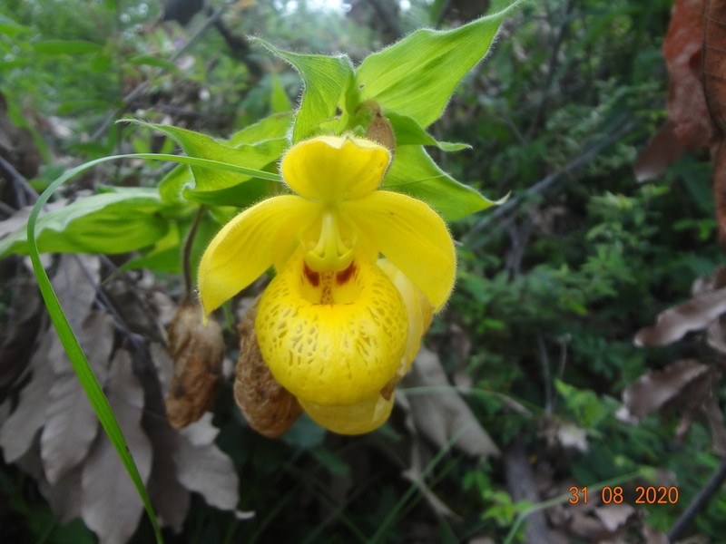 Cypripedium irapeanum photo 6