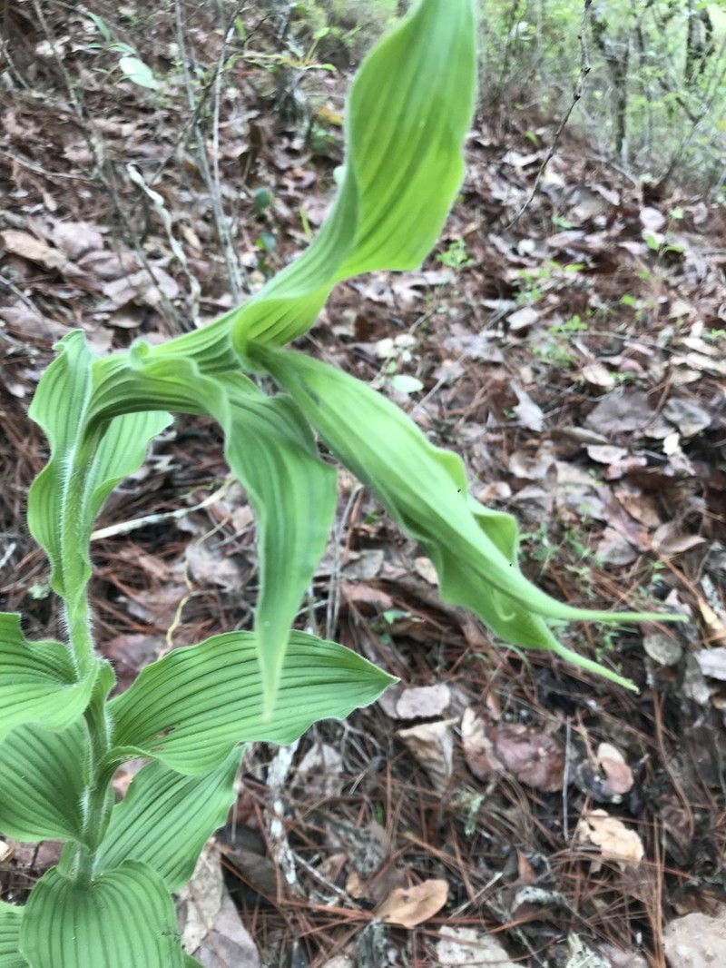 Cypripedium irapeanum photo 7