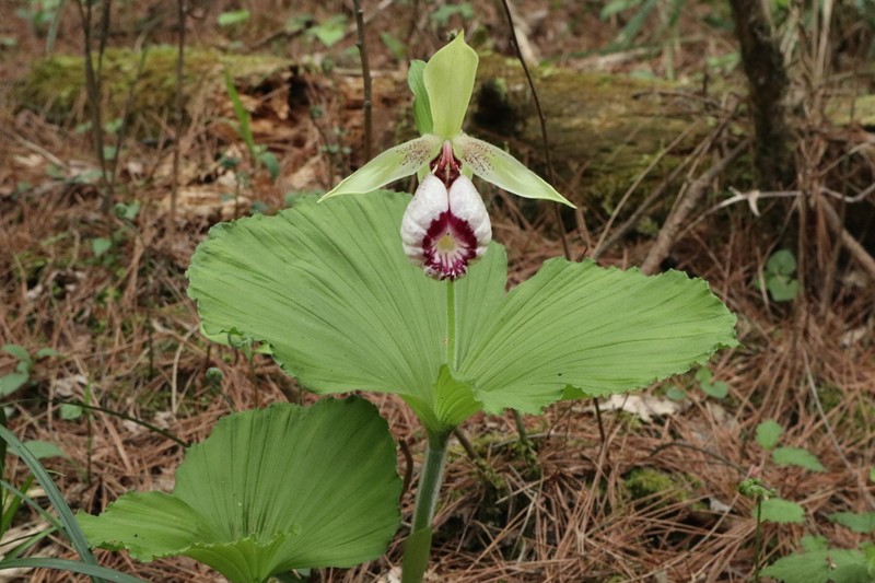 Cypripedium japonicum