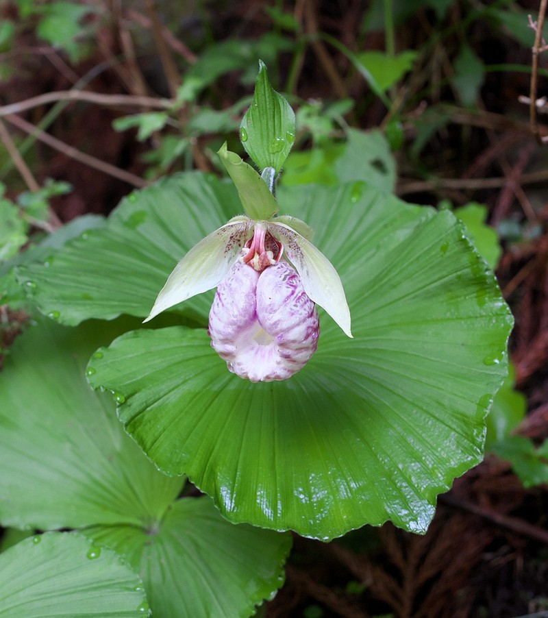 Cypripedium japonicum photo 2