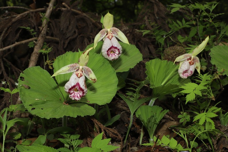 Cypripedium japonicum photo 3