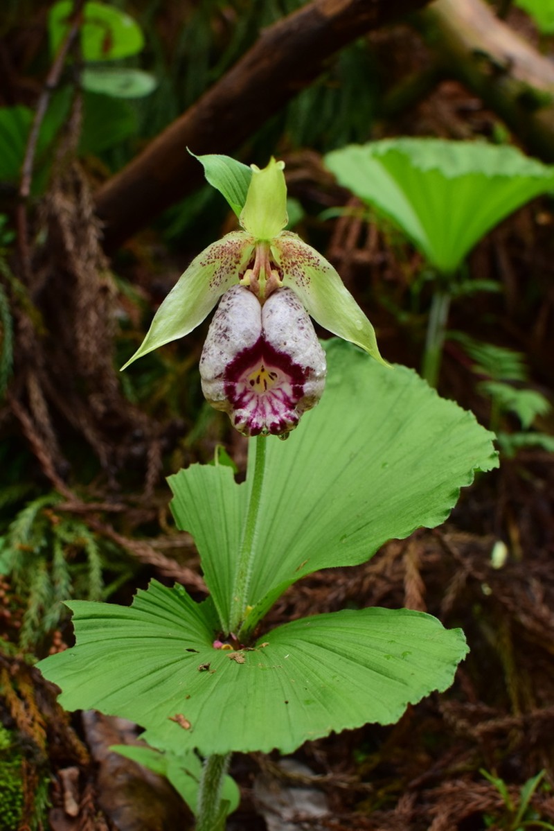 Cypripedium japonicum photo 4
