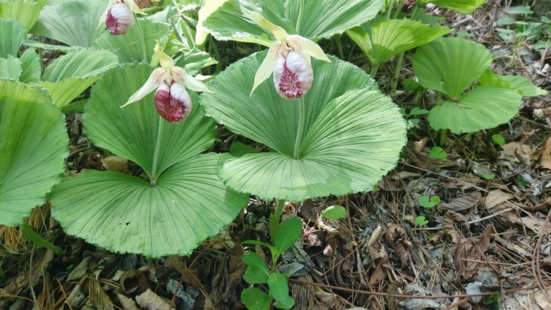 Cypripedium japonicum photo 5