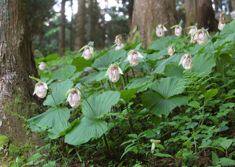 Cypripedium japonicum photo 6