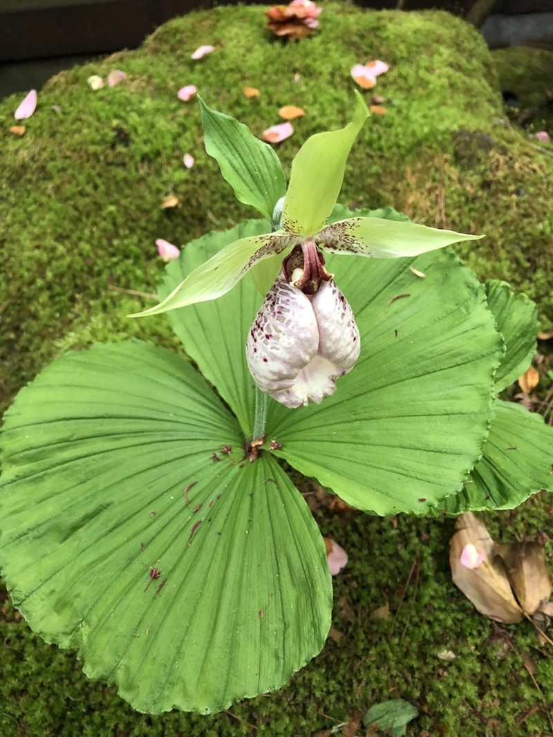 Cypripedium japonicum photo 7