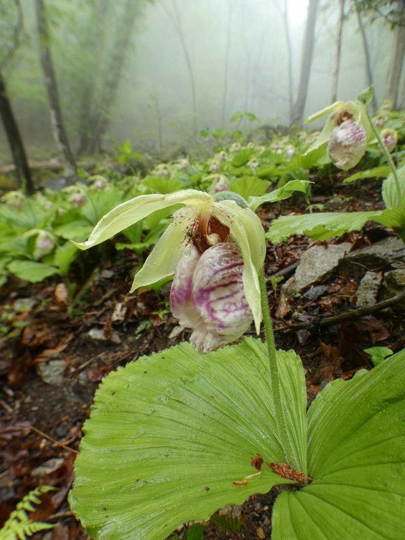 Cypripedium japonicum photo 8