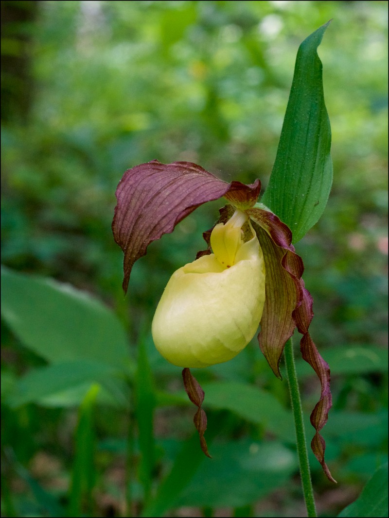Kentucky Lady'S Slipper