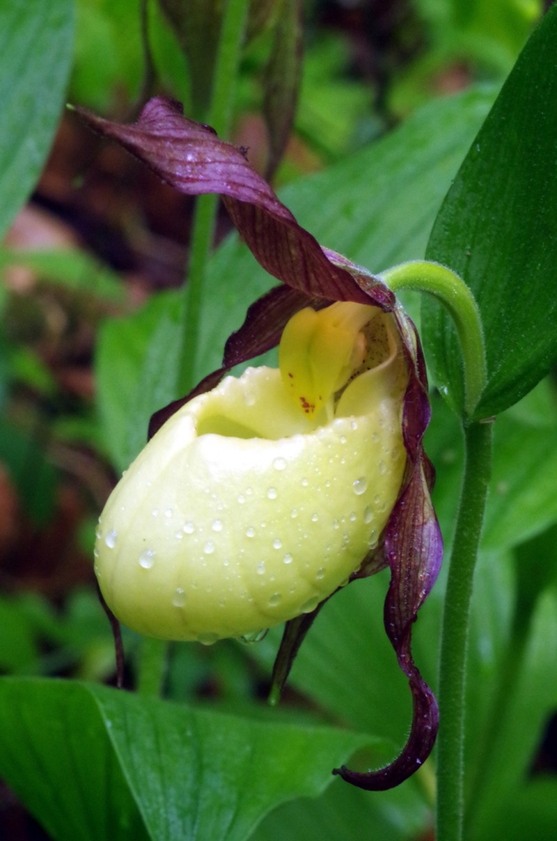 Kentucky Lady'S Slipper