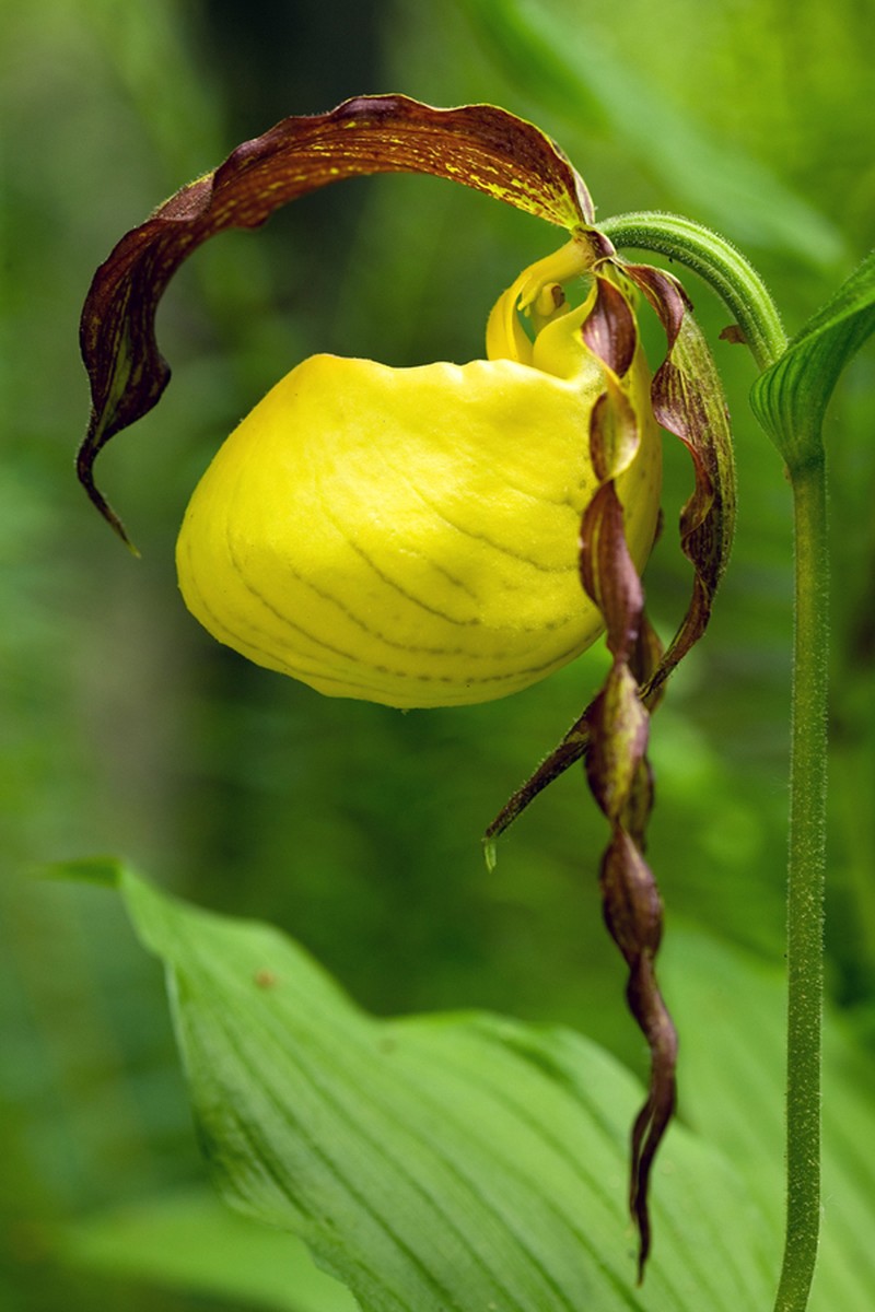 Kentucky Lady'S Slipper photo 2