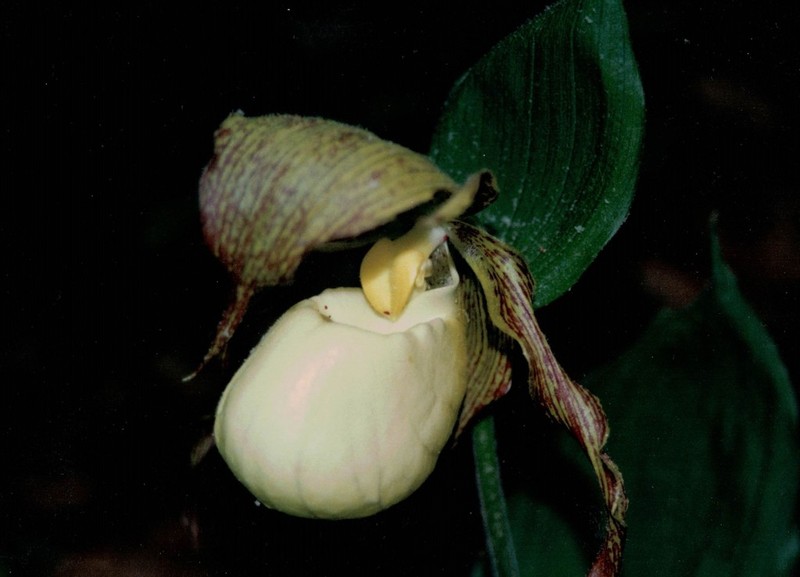 Kentucky Lady'S Slipper photo 3