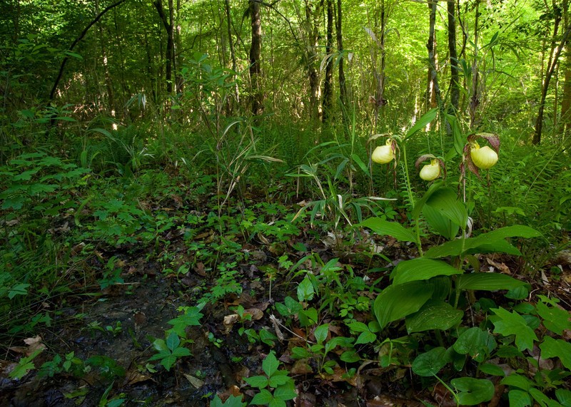 Kentucky Lady'S Slipper photo 4
