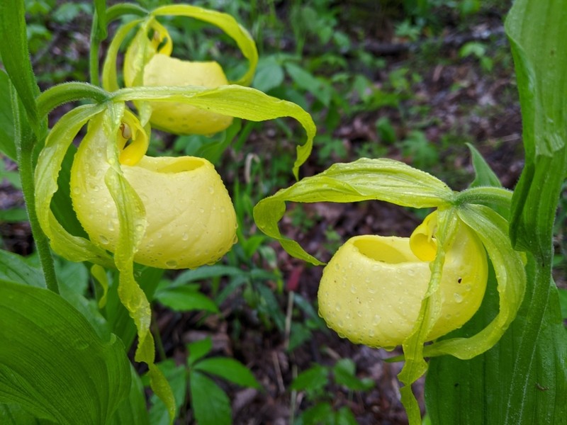 Kentucky Lady'S Slipper photo 5