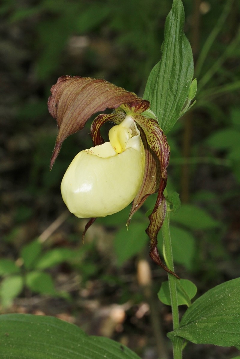 Kentucky Lady'S Slipper photo 6
