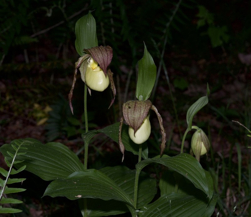 Kentucky Lady'S Slipper photo 7