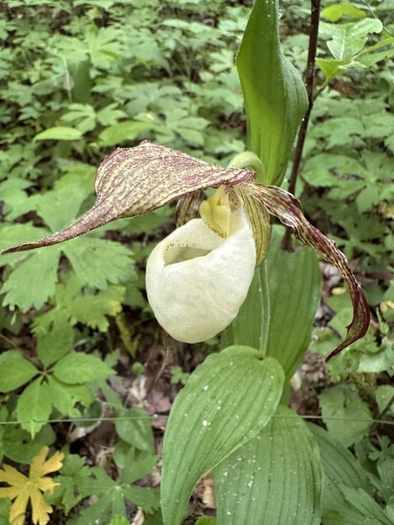 Kentucky Lady'S Slipper photo 8