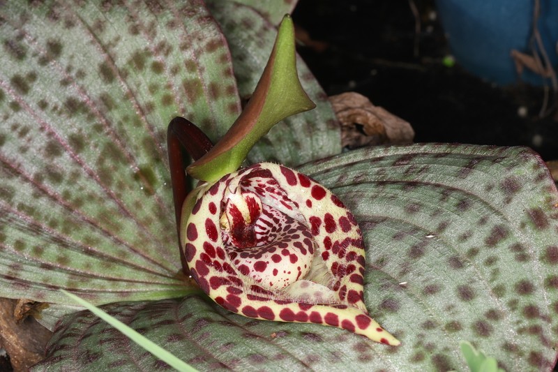 Cypripedium lentiginosum