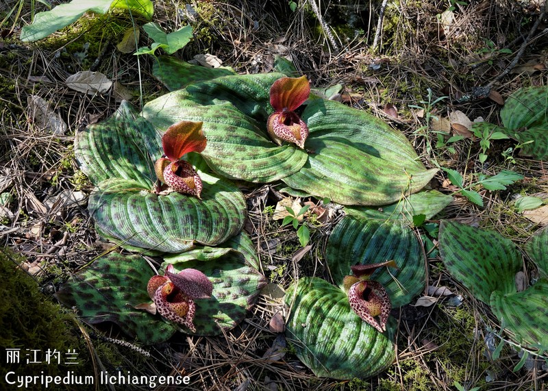 Cypripedium lichiangense