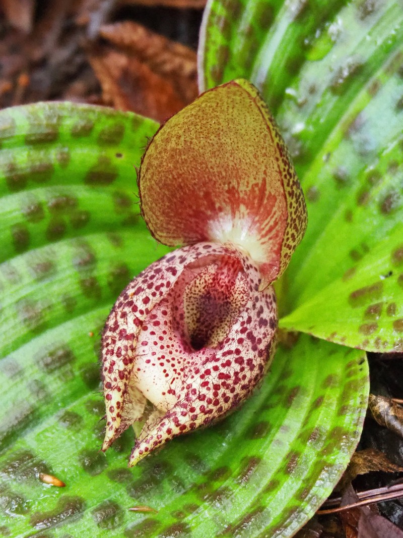 Cypripedium lichiangense photo 2