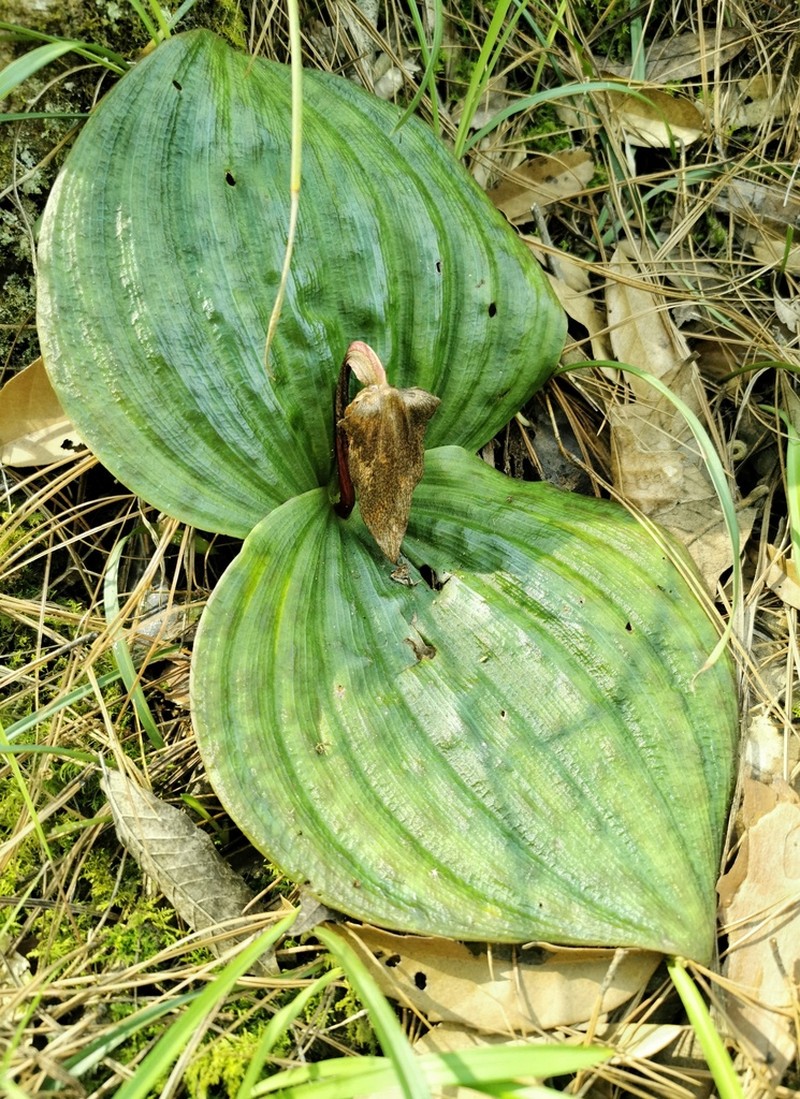 Cypripedium lichiangense photo 4