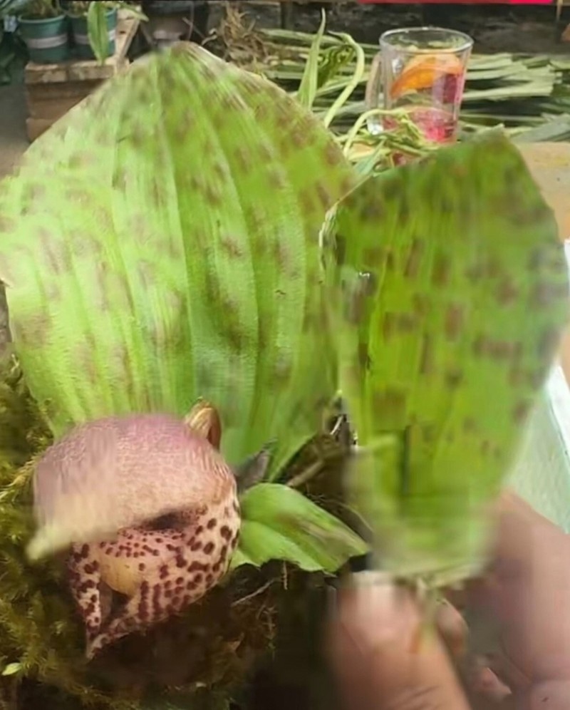 Cypripedium lichiangense photo 5
