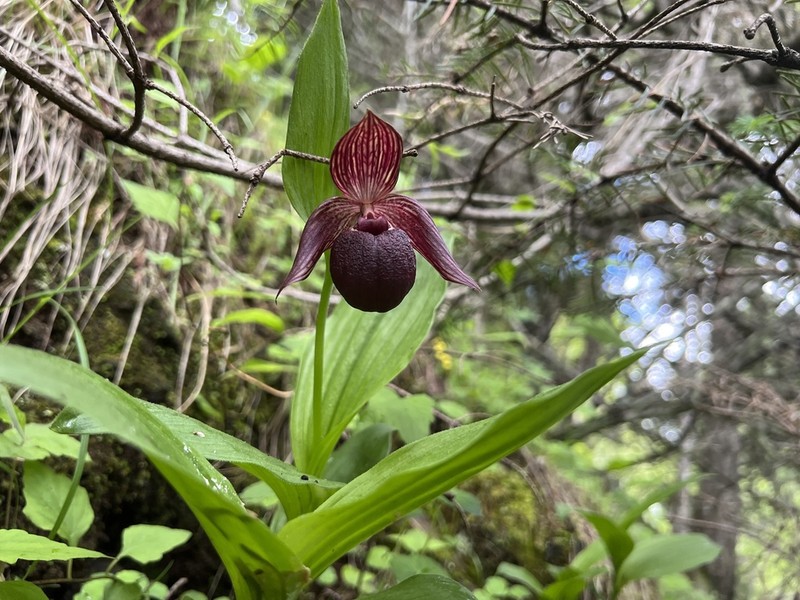 Cypripedium ludlowii