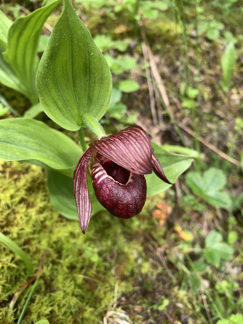 Cypripedium ludlowii photo 2