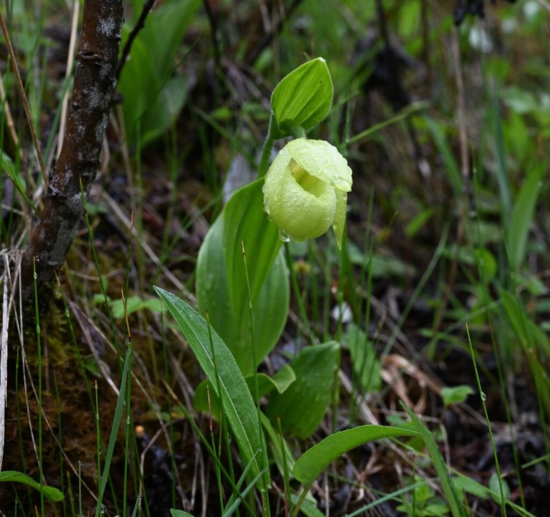 Cypripedium ludlowii photo 3