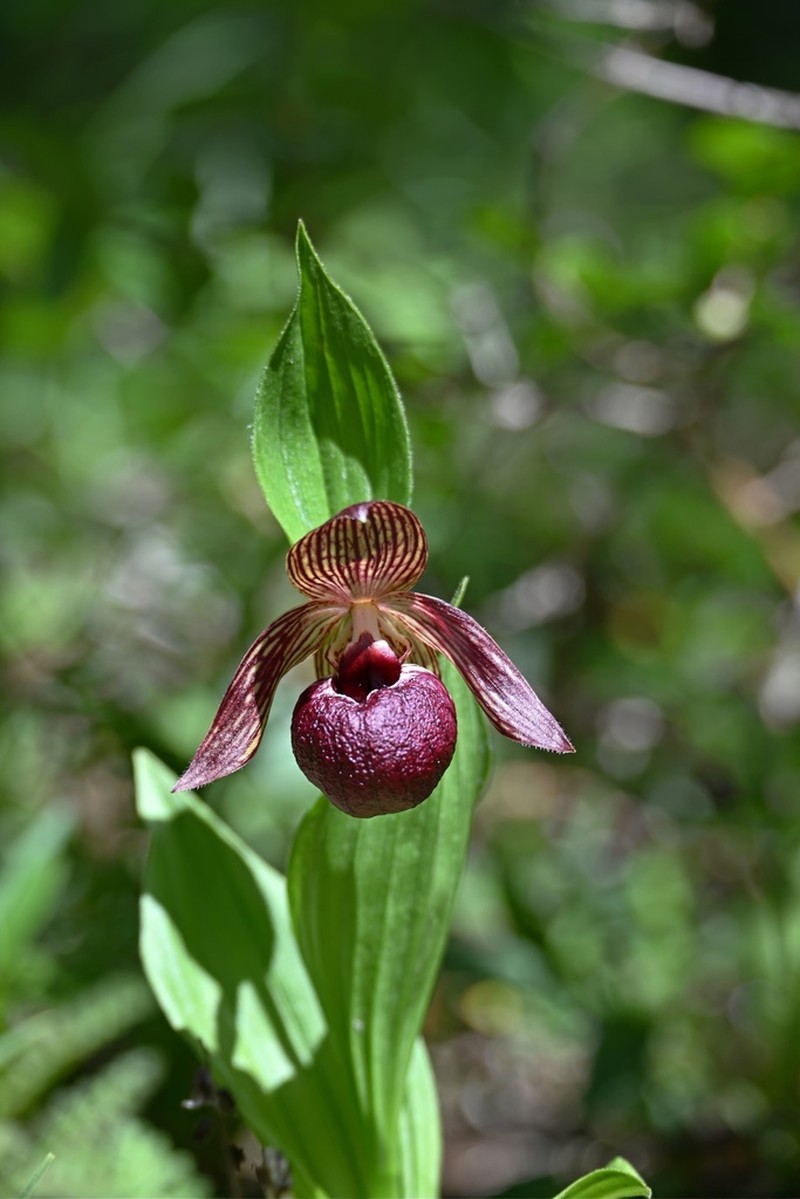Cypripedium ludlowii photo 4
