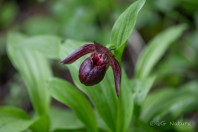 Cypripedium ludlowii photo 5