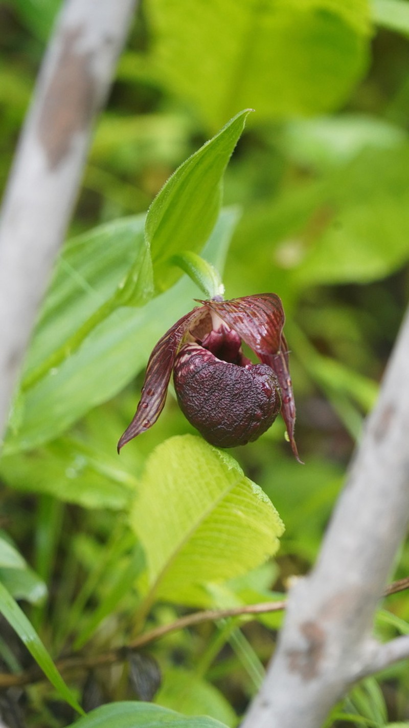 Cypripedium ludlowii photo 6