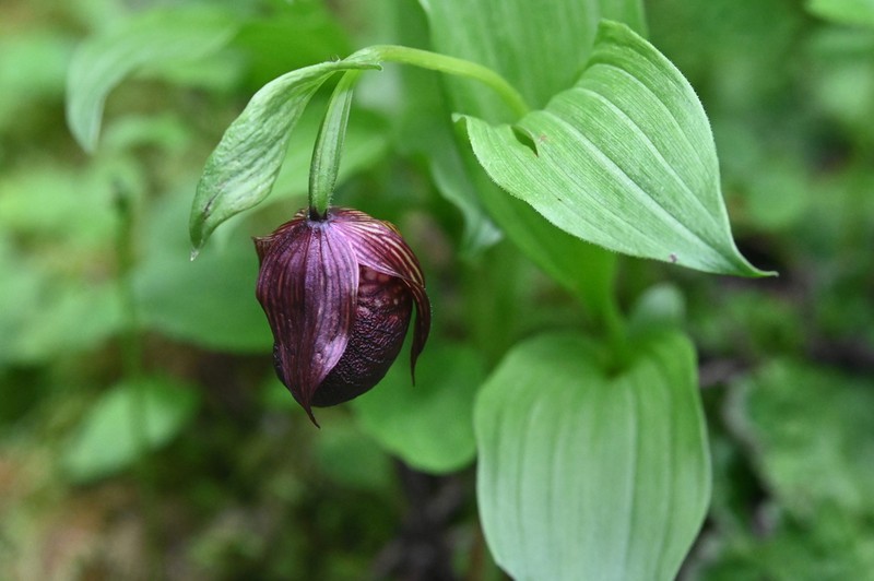 Cypripedium ludlowii photo 7