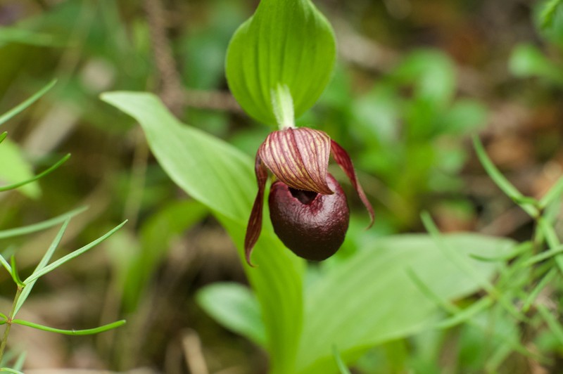 Cypripedium ludlowii photo 8