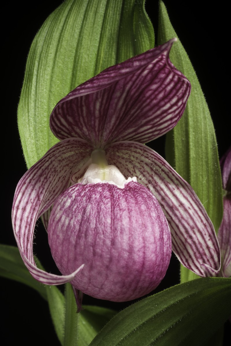 Cypripedium macranthos